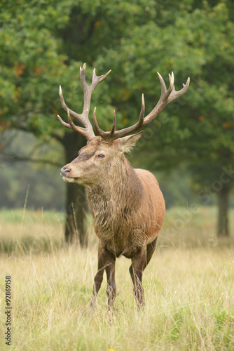 Red Deer  Deer  Cervus elaphus
