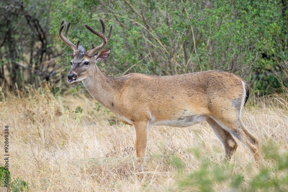 Obraz premium Whitetail deer buck