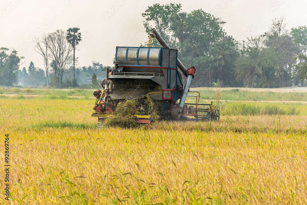 Fototapeta premium harvest