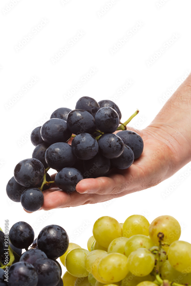 Man hand holding Fresh grape cluster on white with water drops Man hand holding Fresh grape cluster on white with water drops