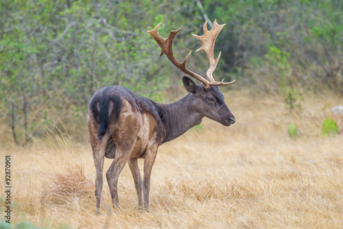Fallow Deer