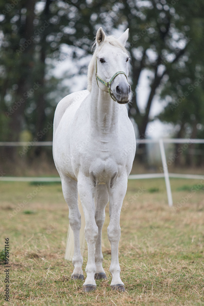 Ein weißes Trakehner Pferd steht auf der Koppel Ein weißes Trakehner Pferd steht auf der Koppel