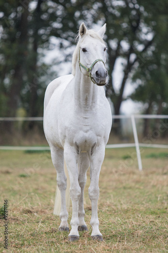 Ein weißes Trakehner Pferd steht auf der Koppel © KK-Fotografie