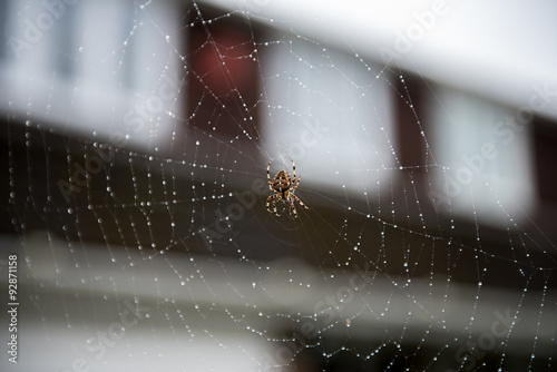 Murais de parede Spider on web