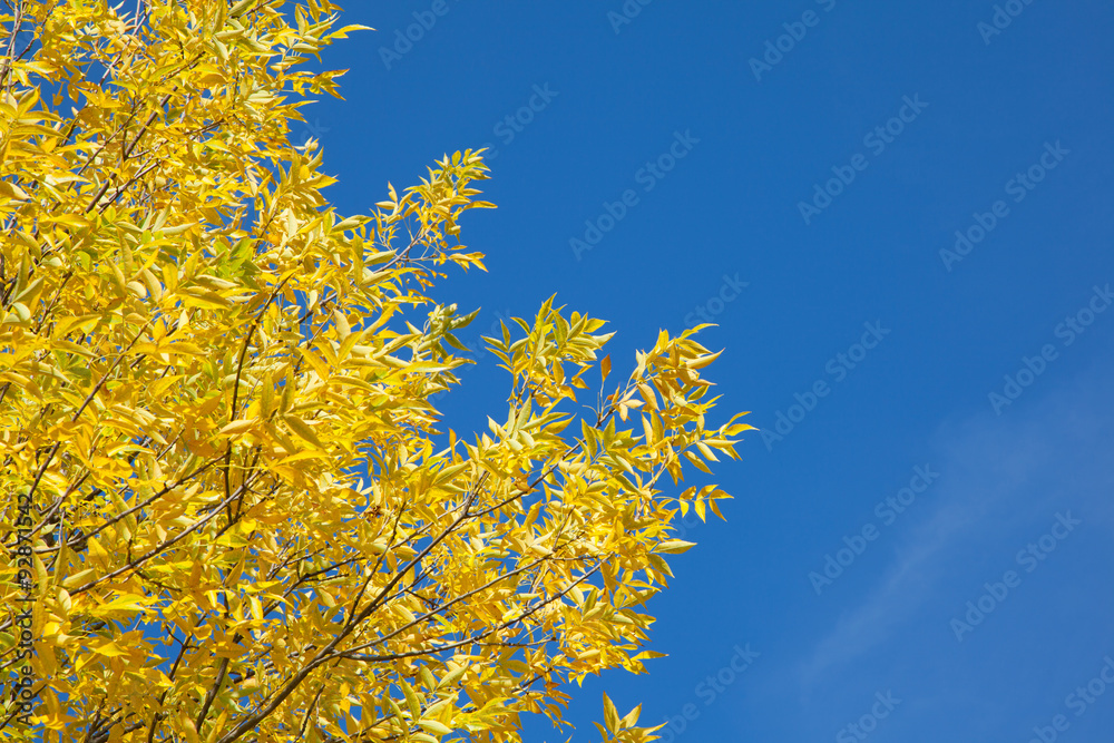 Autumn tree with yellow leaves against the blue sky Autumn tree with yellow leaves against the blue sky