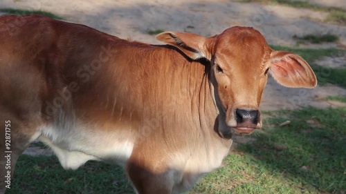 MS brown baby Asian cow in field
