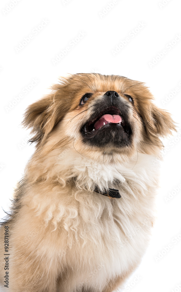 Pekingese Pekingese