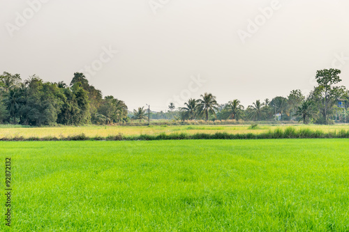 Photos ricefield