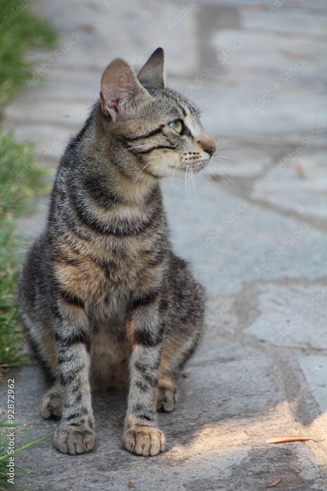 Katzen Katzen