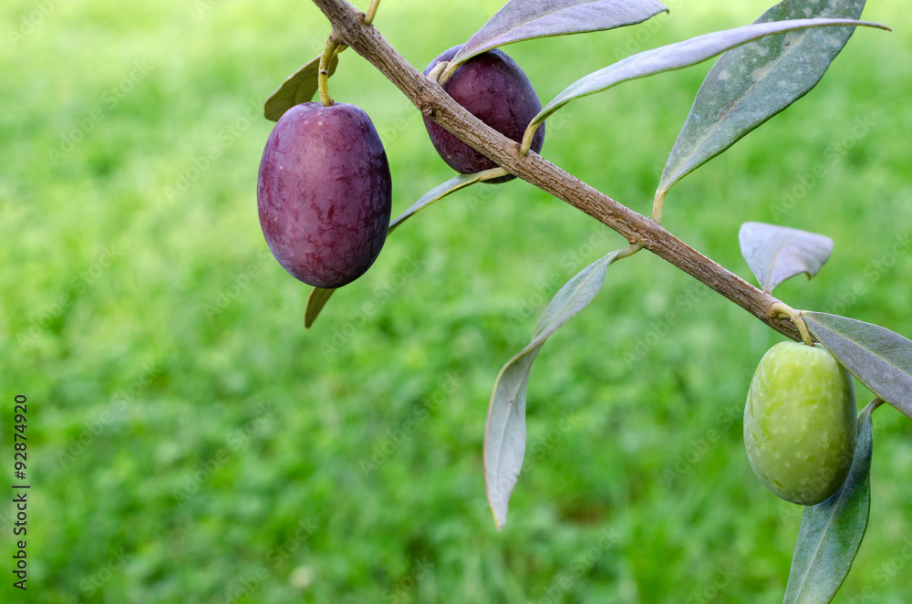 Fototapeta premium Branch with olives