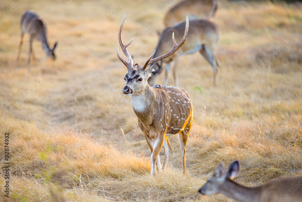 Fototapeta premium Axis Deer