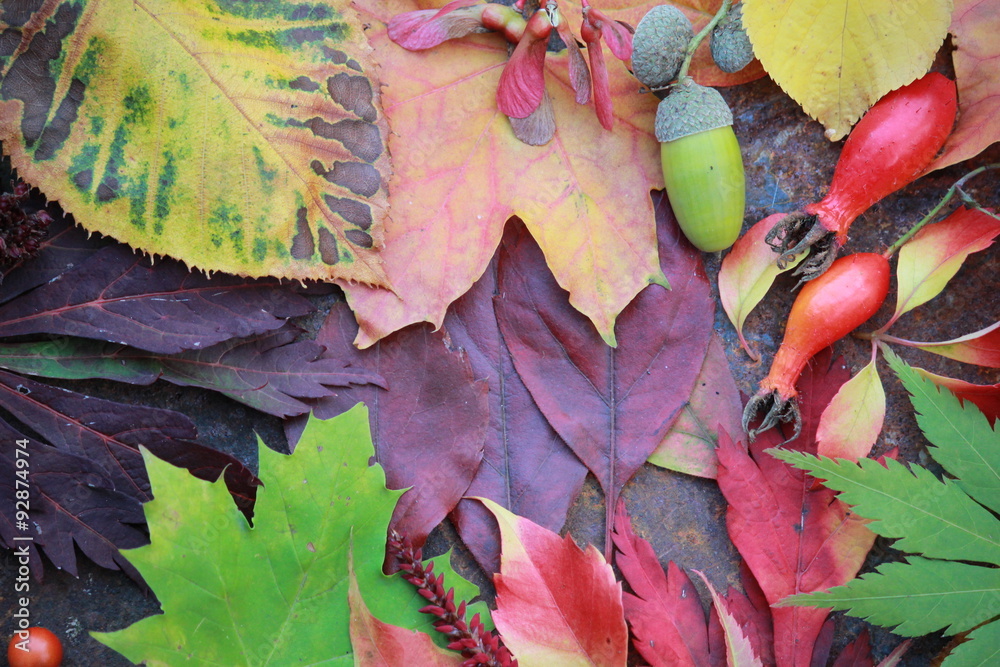 Obraz premium Abstract background of autumn leaves. Autumn background.