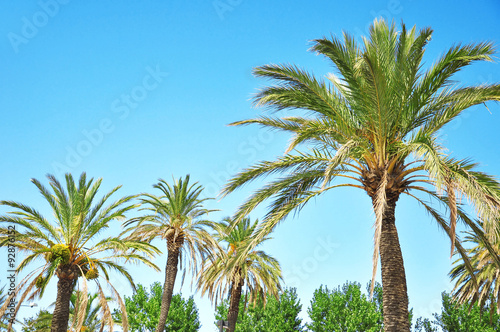 Palm trees © nixki