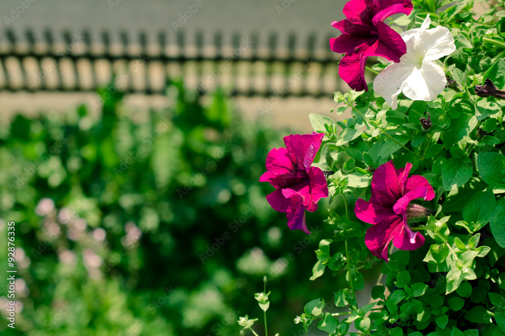 Flowers in the yard