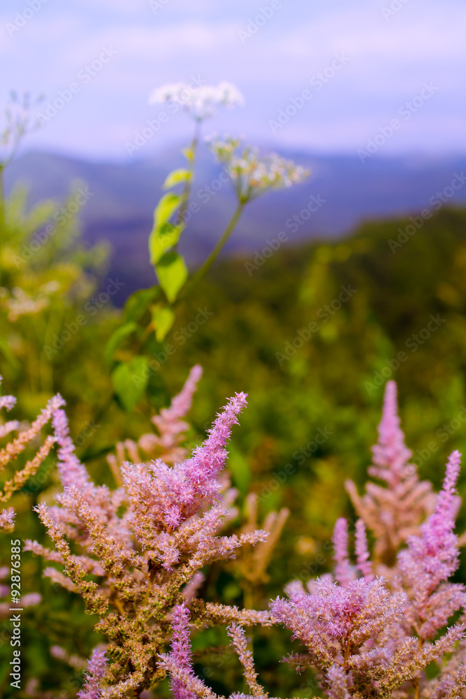 Obraz premium Wild flowers