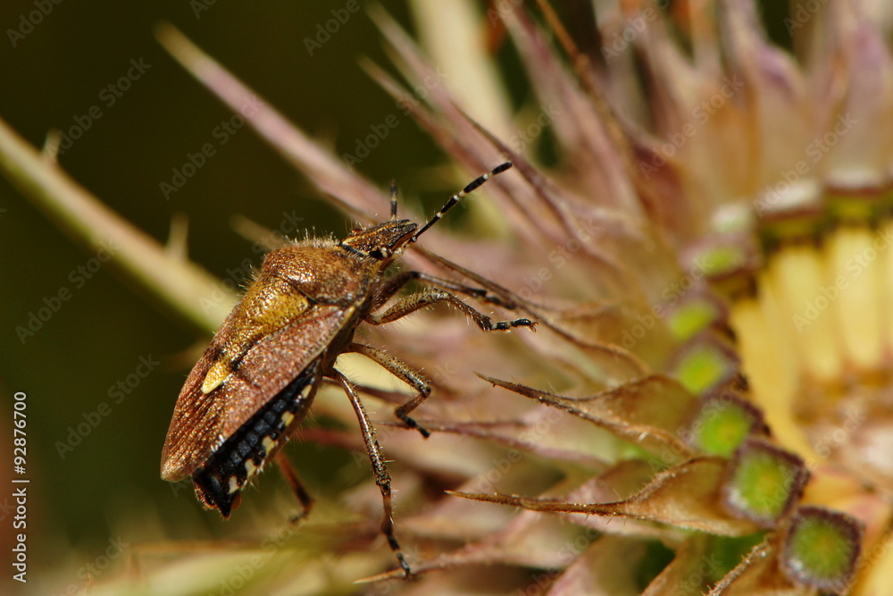 Obraz premium Baumwanze