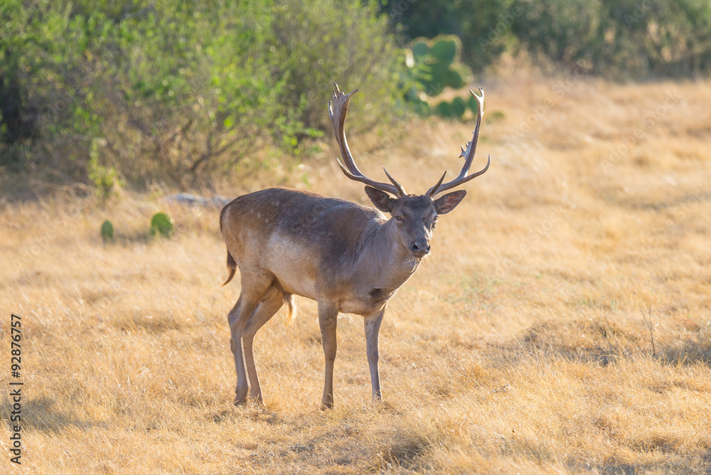 Fallow Buck Fallow Buck