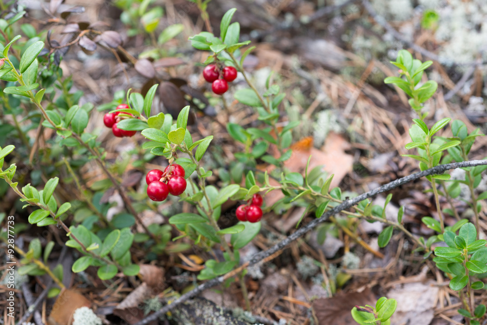 Obraz premium Wild lingonberries growing among leafes in forest.