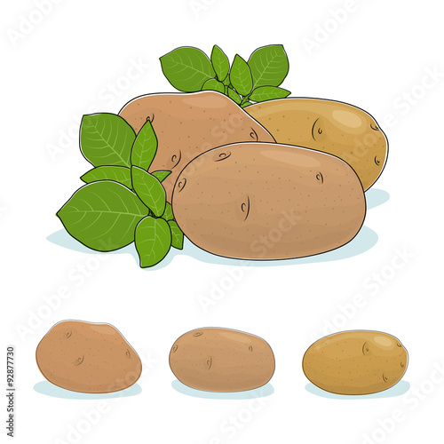 Potato Vegetable, Edible Fruit photo