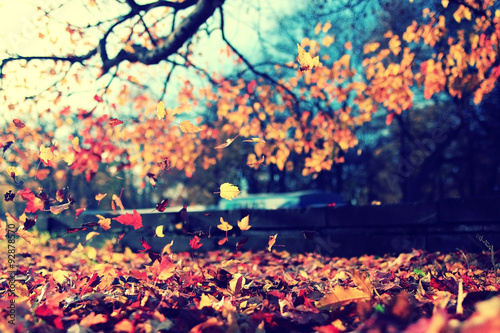 leaf fall in autumn park landscape