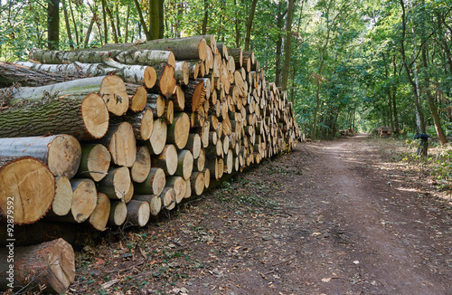 A pile of cut tree trunks in a forest in Poland.