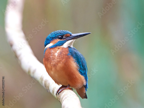 Common Kingfisher (Alcedo atthis) photo