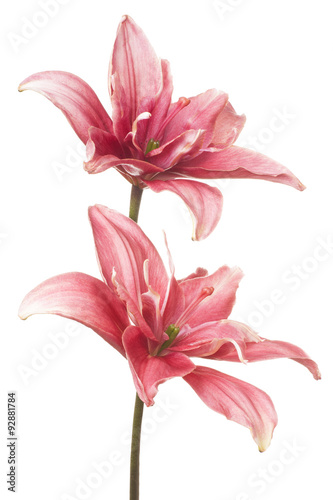 Fototapeta Naklejka Na Ścianę i Meble -  lily