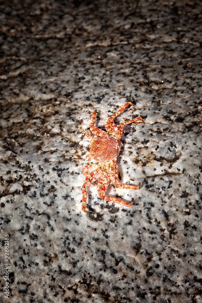 Colorful Crab Colorful Crab