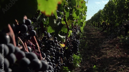 Red grapes ready to be harvested