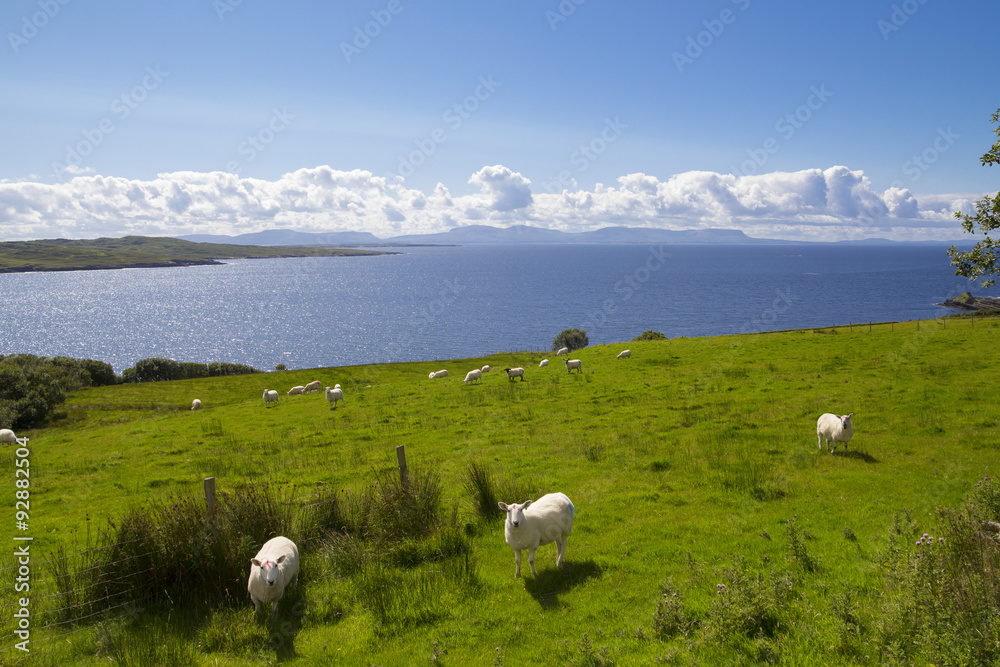 Herd of sheep in the green coast of Ireland