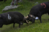Kuhkampf der Eringer Kühe im Wallis