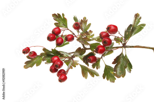 Photos Hawthorn