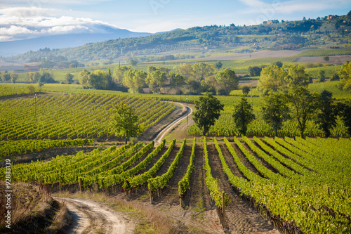 Beautiful autumn Tuscany vineyards view photo