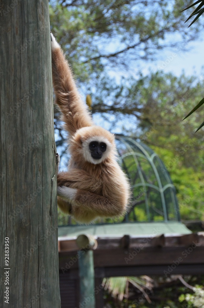 Obraz premium Macaco