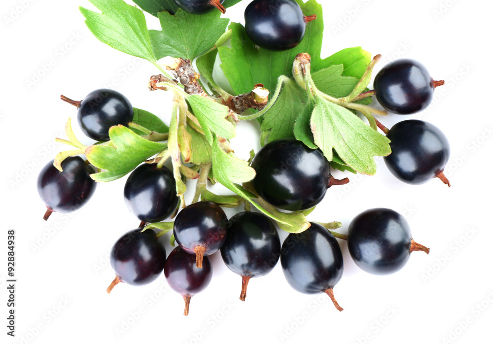 Wild black currant with green leaves isolated on white Wild black currant with green leaves isolated on white