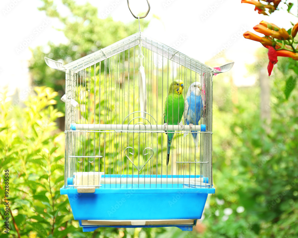 Obraz premium Cute colorful budgies in cage, outdoors