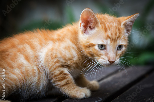 cat cub on wood