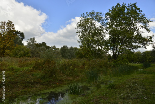 La végétation sauvage dans l'ombre le long du ruisseau au parc Roi Baudoin à Bruxelles