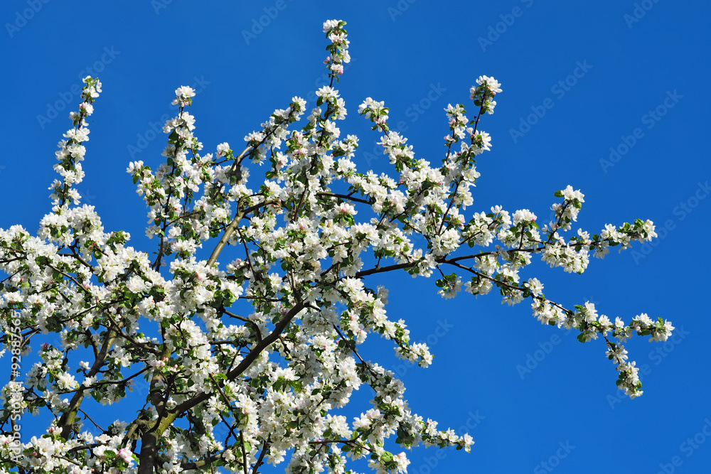 Blooming Apple tree. Spring background Blooming Apple tree. Spring background
