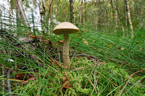 Boletus scaber (Leccinum scabrum) on the hummock moss photo