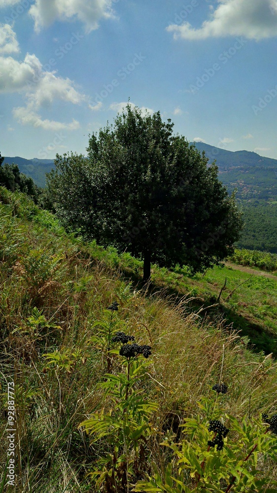 Obraz premium albero fitto