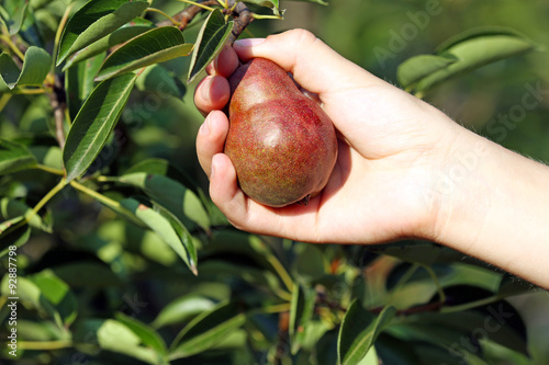 Female hand picking pear from tree