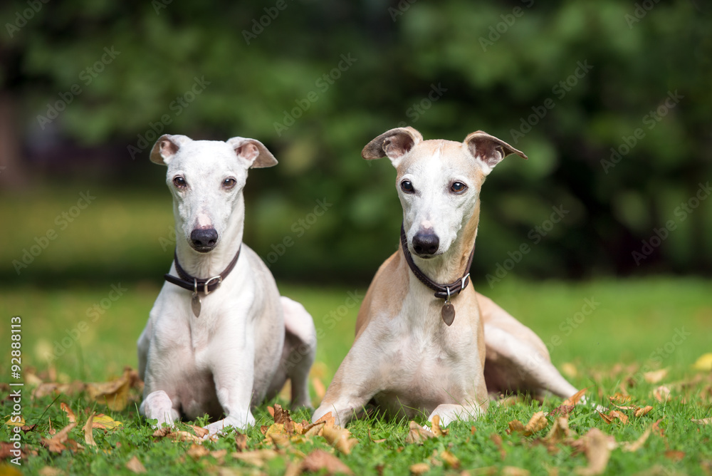 two whippet dogs lying down on grass two whippet dogs lying down on grass