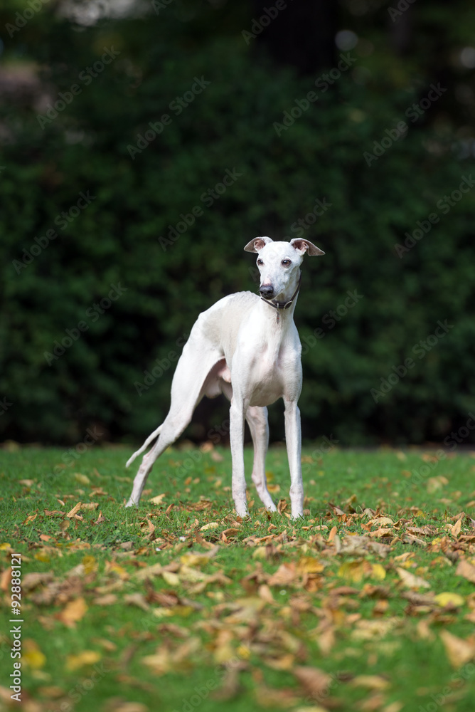 white and brindle whippet dog standing outdoors white and brindle whippet dog standing outdoors