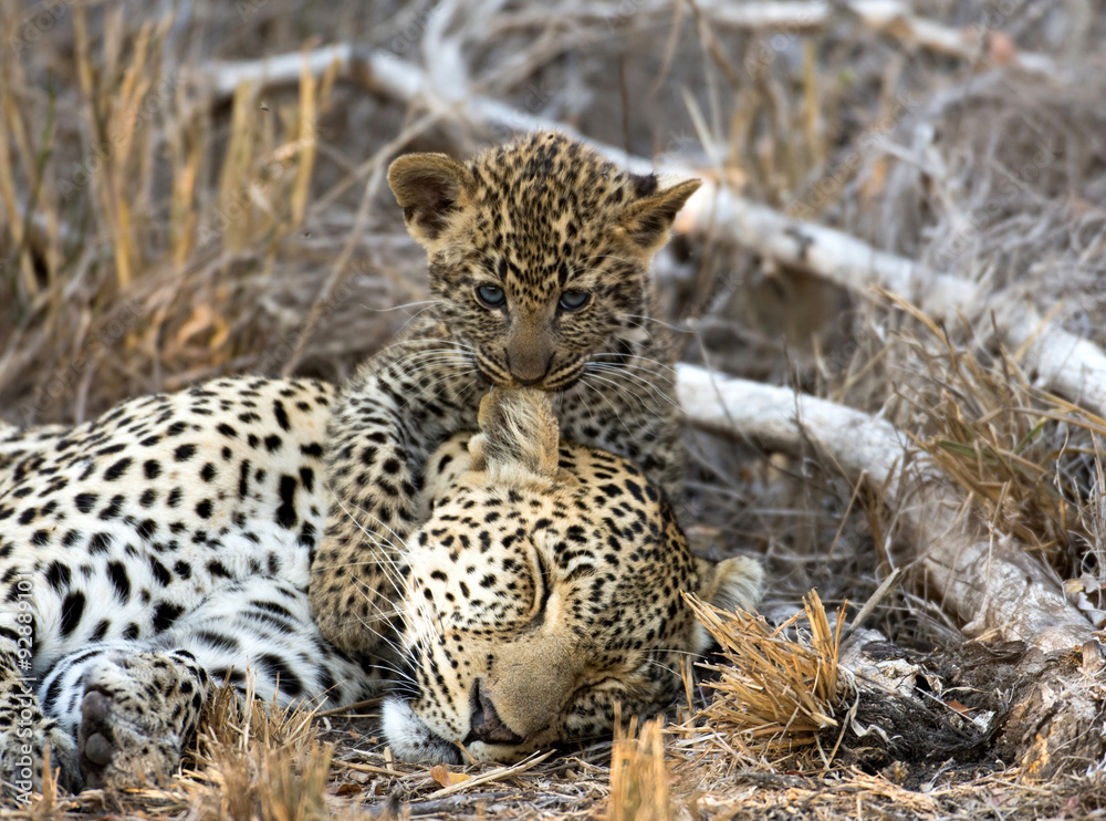 Naklejka premium Female leopard and cub
