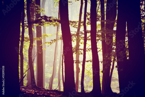Laubwald im Morgennebel