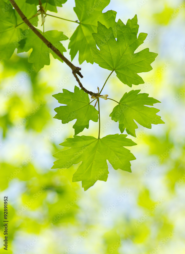 green leaves