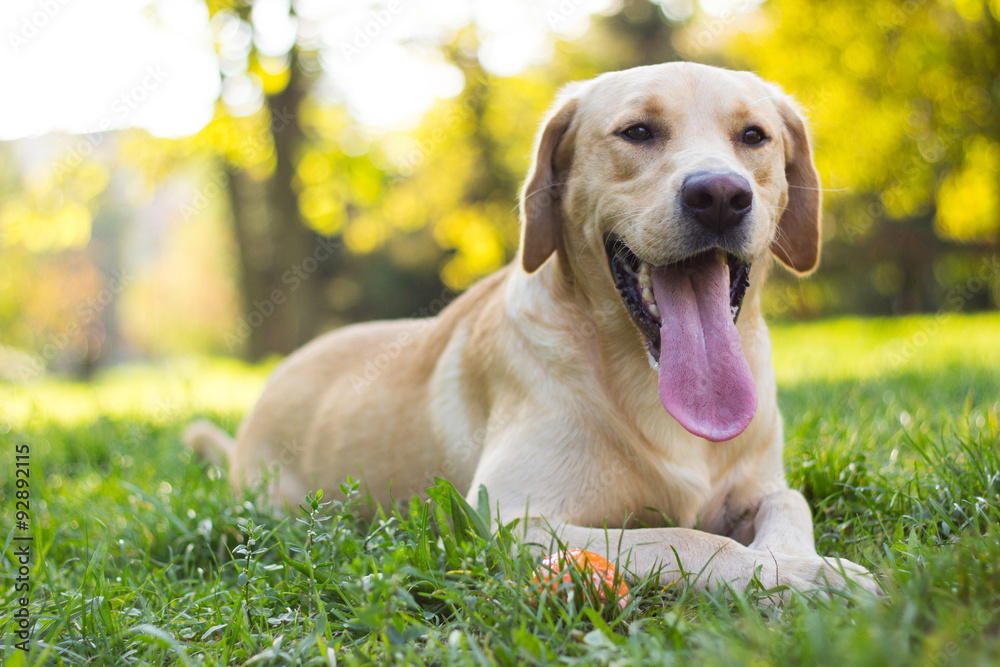 Happy young labrador with ball Happy young labrador with ball