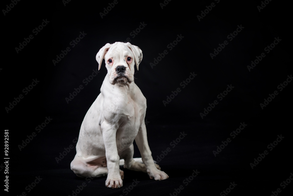 White german boxer puppy 