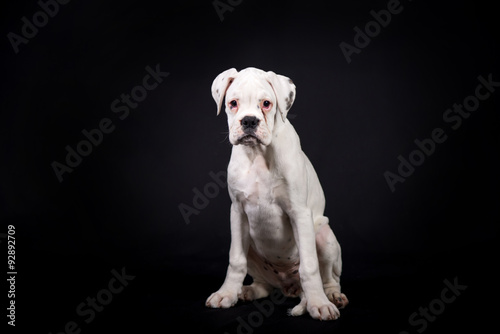 White german boxer puppy 